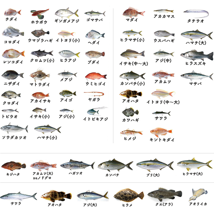 天草の魚の種類