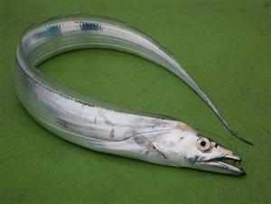 ”タチ魚”　1,000円/kg (税込)　1kg以上ははタチ魚大になります。