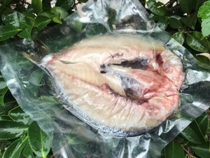 ”ヘダイ”　 ホクホク鮮魚一夜干し(300～600g)　(税込)(2021年12月末まで送料込み価格