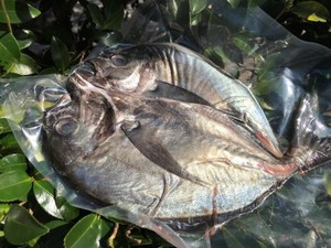 ”ギンガメアジ”　ホクホク鮮魚一夜干し(350～600g) (税込)(2021年12月末まで送料込み