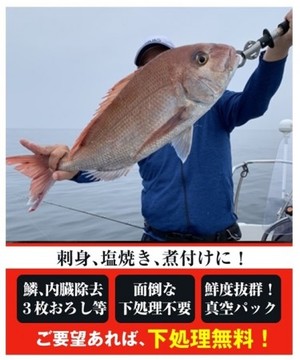 天然真鯛　2500円/Kg(税込み・送料別)　1.5kgサイズ以上